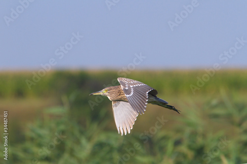 Night Heron immature in flight / Nycticorrax nycticorax © Floriana