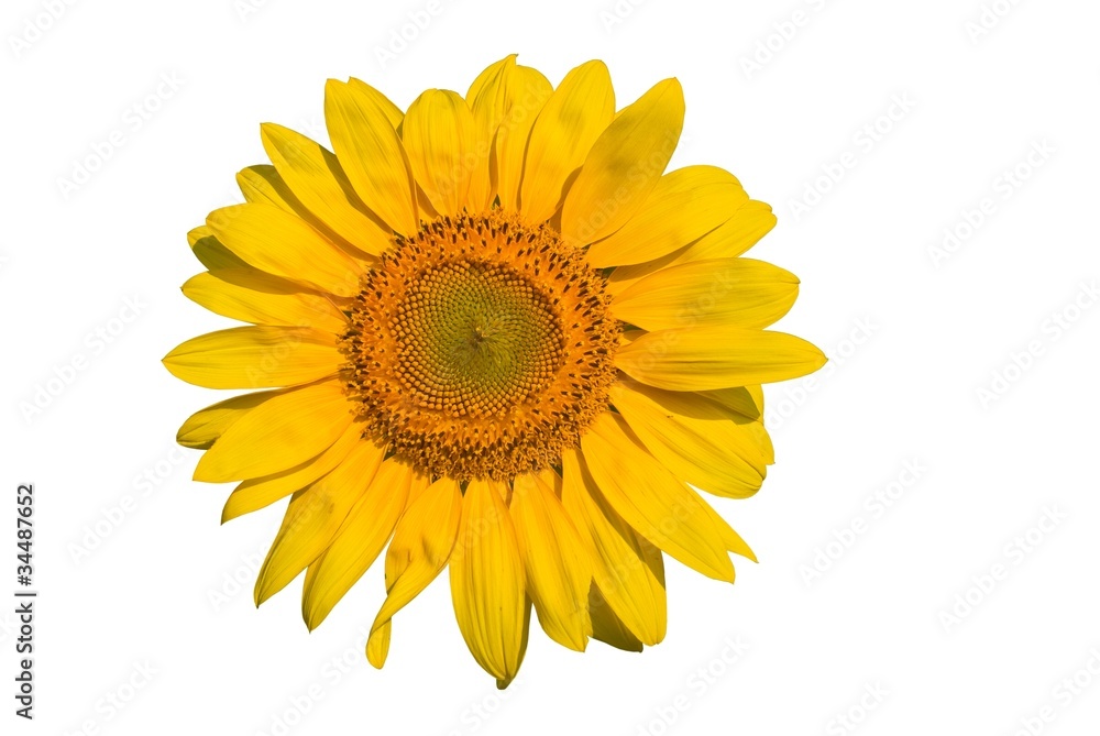 closeup sunflower on a white background closeup sunflower on a white background