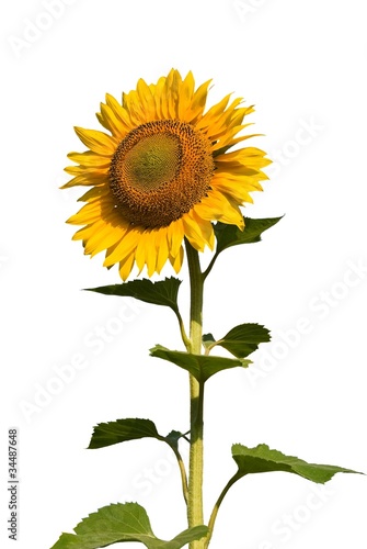 Fototapeta Naklejka Na Ścianę i Meble -  sunflower isolated on a white background