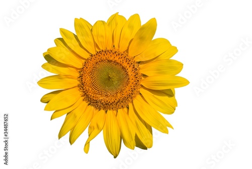 closeup sunflower on a white background