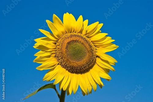 alone sunflower on a blue sky background