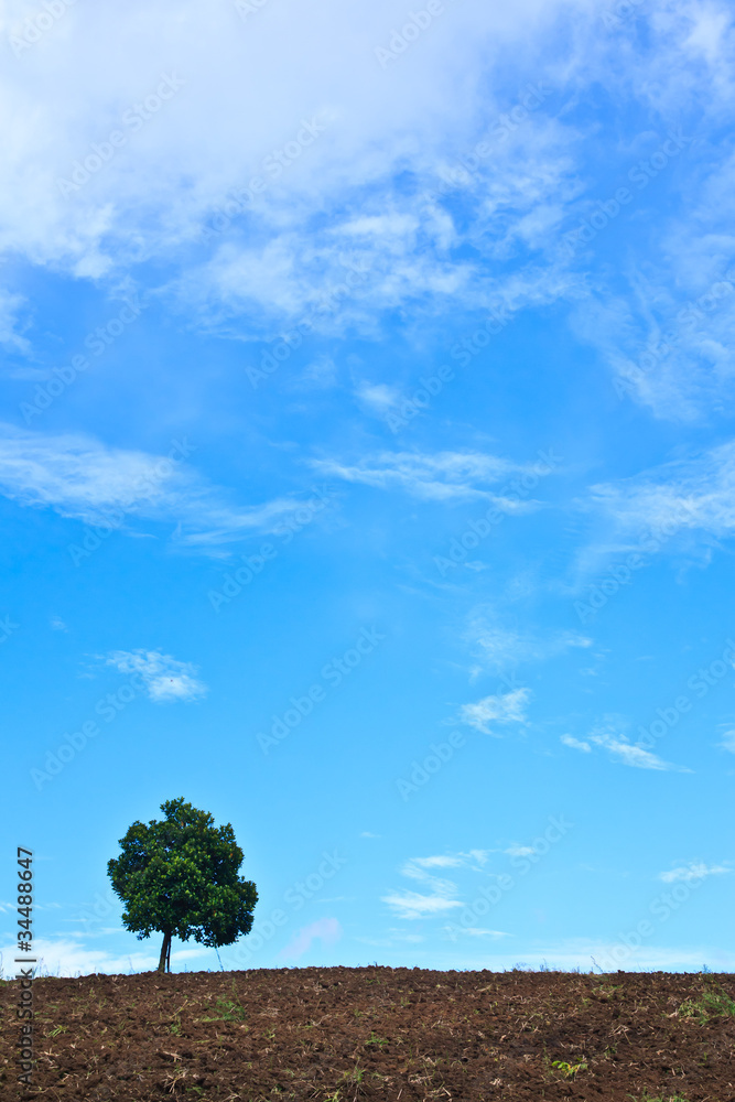 Obraz premium Lonely jackfruit tree in tropical field