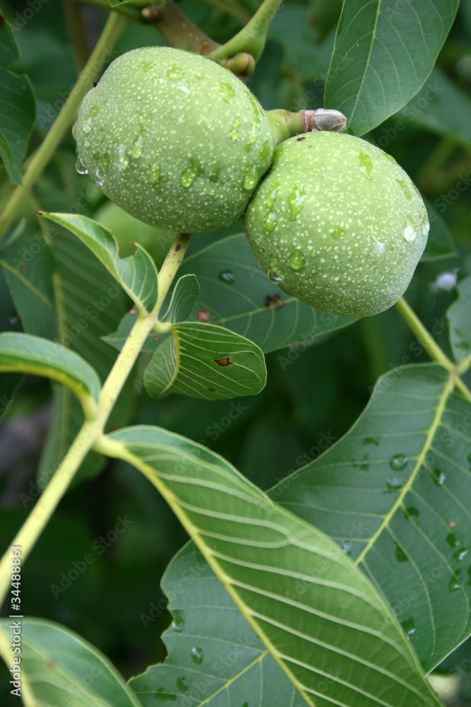 Fototapeta premium walnut tree