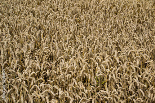 Roggenfeld