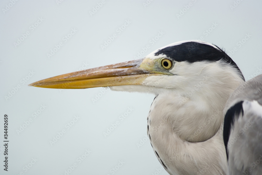 Portrait Maldivian Gray Heron Portrait Maldivian Gray Heron