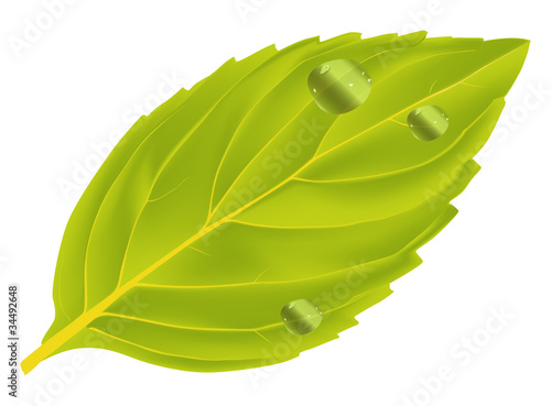 single mint leaf illustration