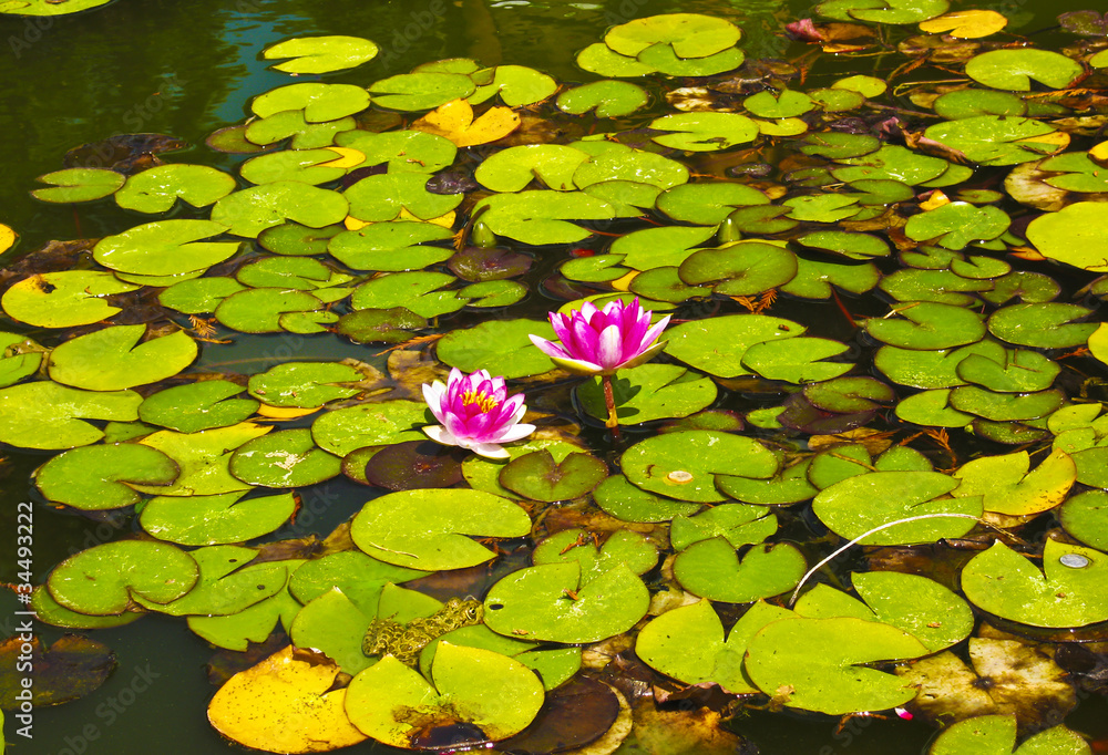 Two pink water lilies and frog Two pink water lilies and frog
