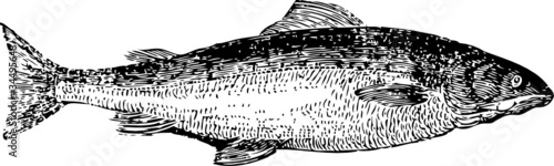 lachs