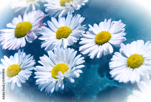 wet daisy flower closeup