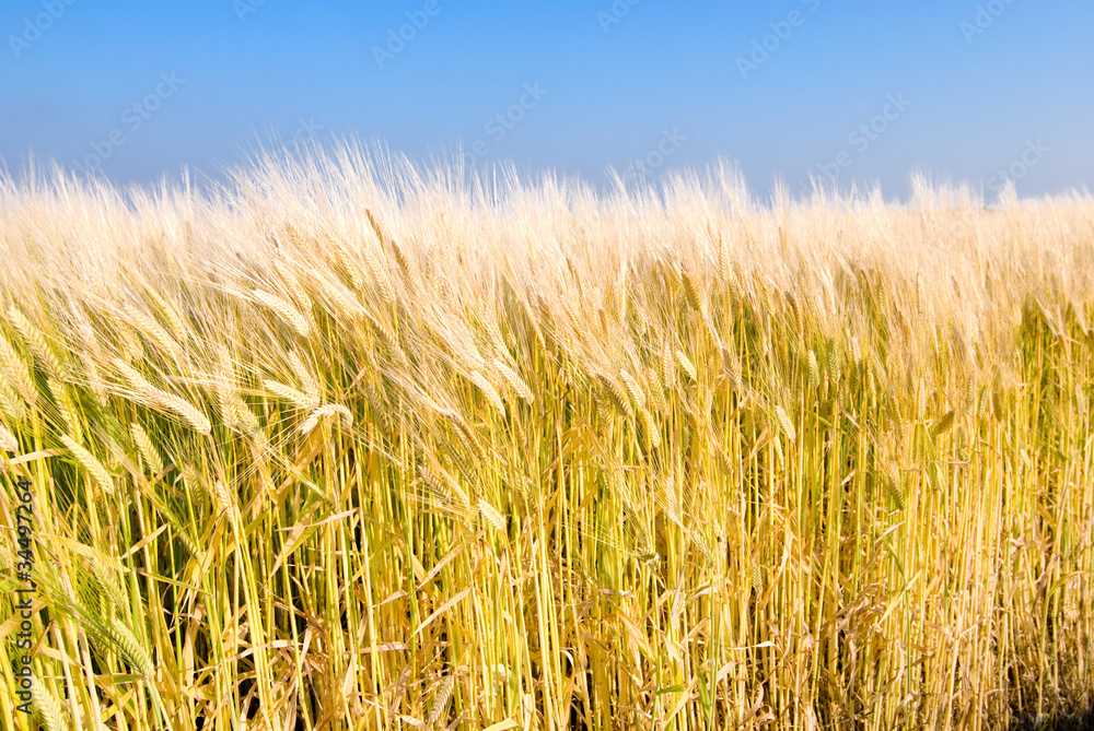 麦秋の大麦畑