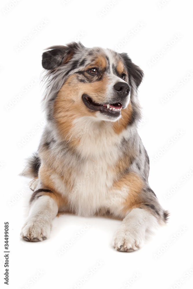 Fototapeta premium Australian Shepherd