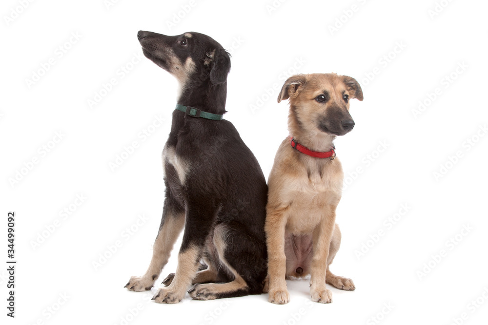 two whippet puppy dogs two whippet puppy dogs