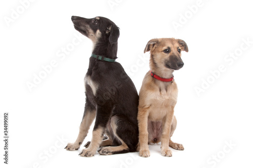 Fototapeta Naklejka Na Ścianę i Meble -  two whippet puppy dogs