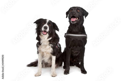 Border collie and a black dog