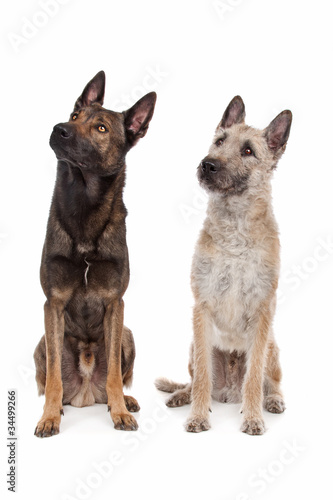 two Belgian shepherd dogs © Erik Lam