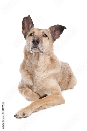 mixed breed dog