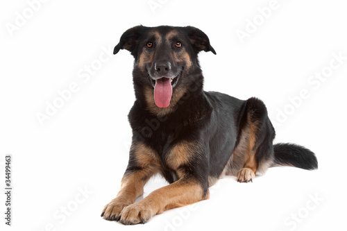 Fototapeta Naklejka Na Ścianę i Meble -  mixed breed shepherd dog