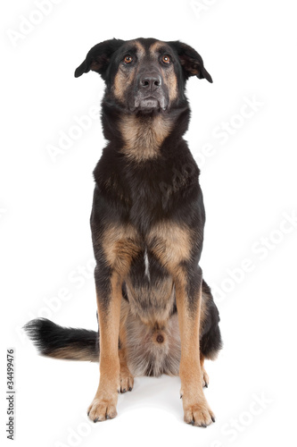 mixed breed shepherd dog