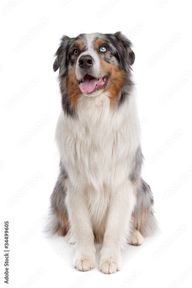 Australian Shepherd Australian Shepherd