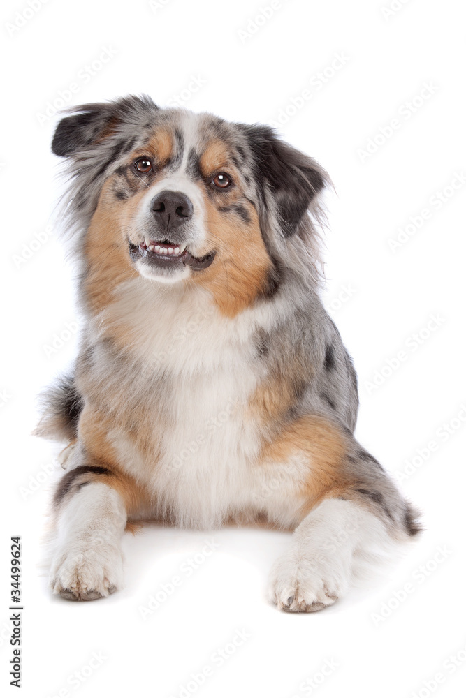 Australian Shepherd Australian Shepherd