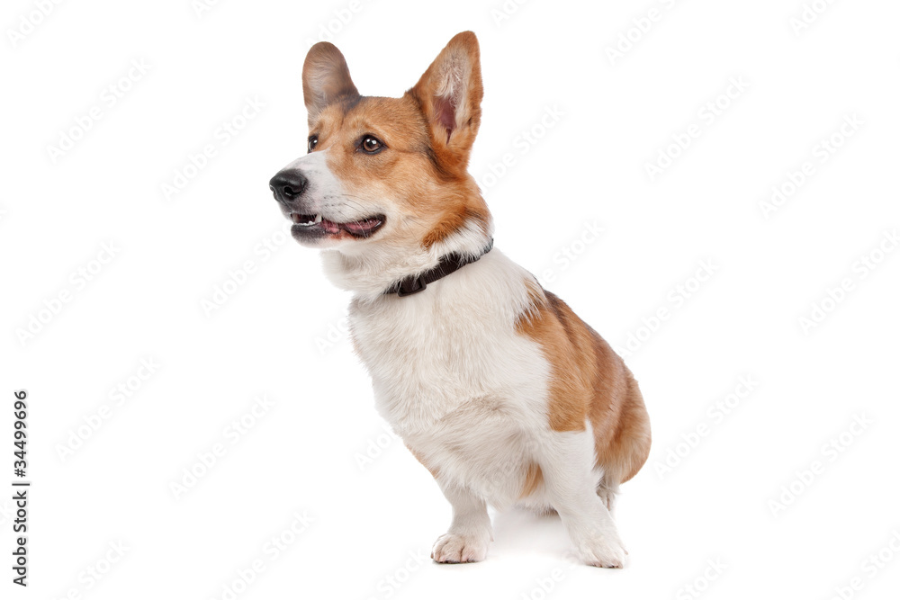 Pembroke Welsh Corgi Pembroke Welsh Corgi