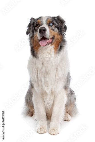 Australian Shepherd