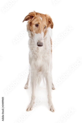 Borzoi or Russian Wolfhound © Erik Lam