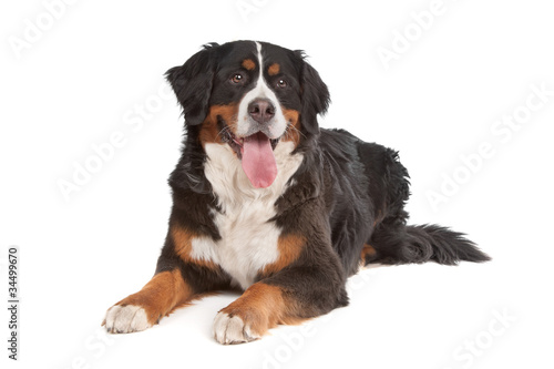 Bernese Mountain Dog © Erik Lam