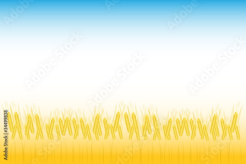 Field of wheat