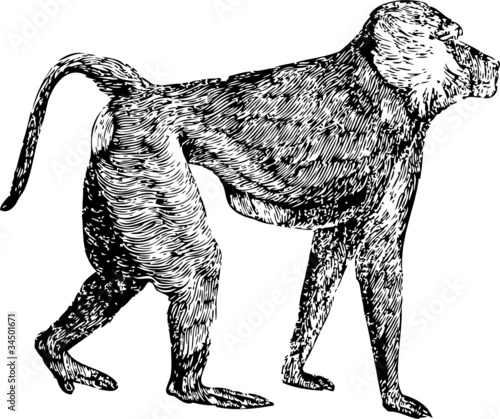 Affe
