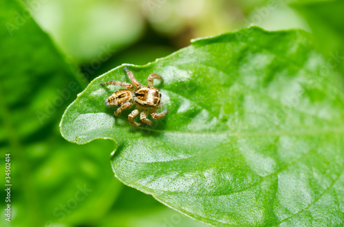 jump spider in green nature or in garden