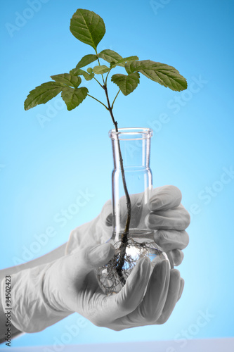 Scientist holding seedling in laboratory