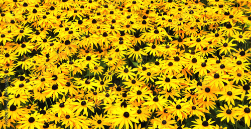 A sunny field with Black-eyed Susans