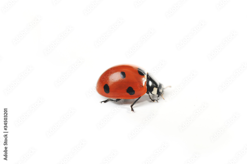 Ladybug Ladybug