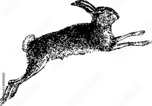Hase