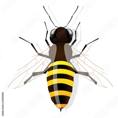 Bee. Vector.