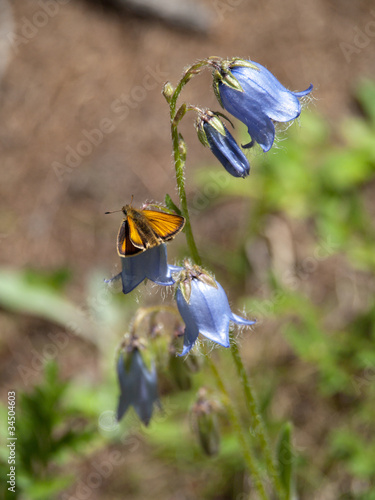 Fleur - Campanule barbue