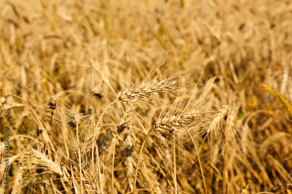 Field with ripe wheat,