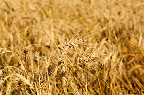 Field with ripe wheat, © Roxana