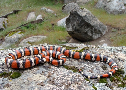 California Mountain Kingsnake, Lampropeltis zonata multicincta