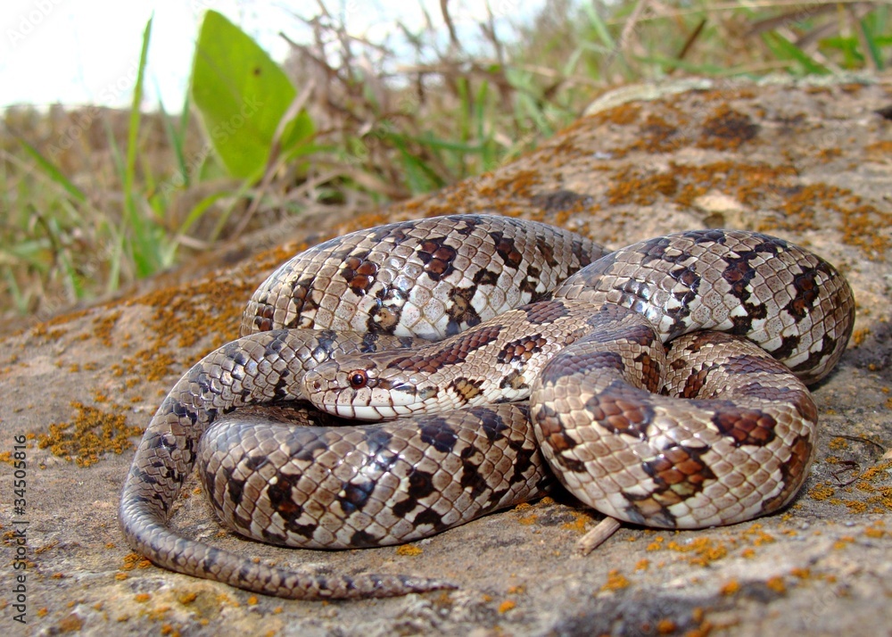 Fototapeta premium Prairie Kingsnake, Lampropeltis calligaster