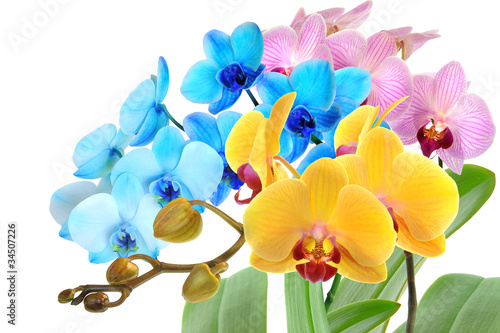 Fototapeta Naklejka Na Ścianę i Meble -  Orchideen 98