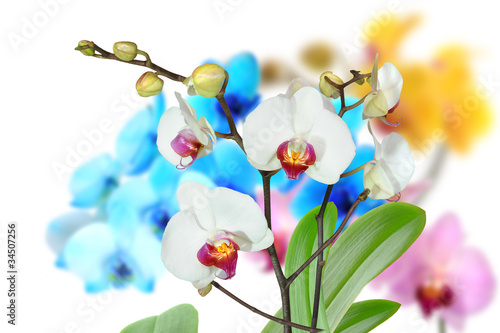 Fototapeta Naklejka Na Ścianę i Meble -  Orchideen 101