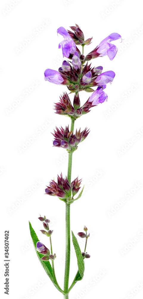 Obraz premium salvia