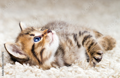 Obraz na płótnie Śmieszne kotek w dywan