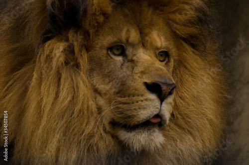 The King - African Lion