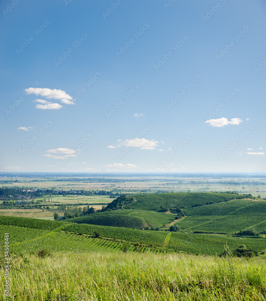 view to vineyards under blue sky with clouds