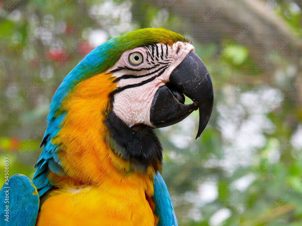 Blue and Yellow Macaw, South America Blue and Yellow Macaw, South America
