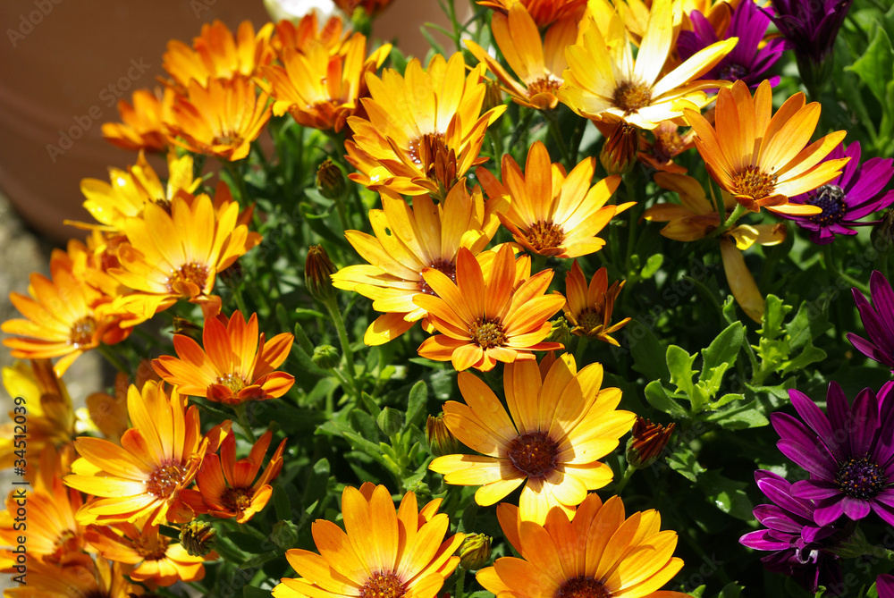 Beautiful daisy flowers Beautiful daisy flowers