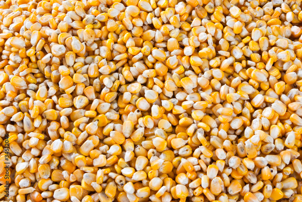 Rotten corn Rotten corn
